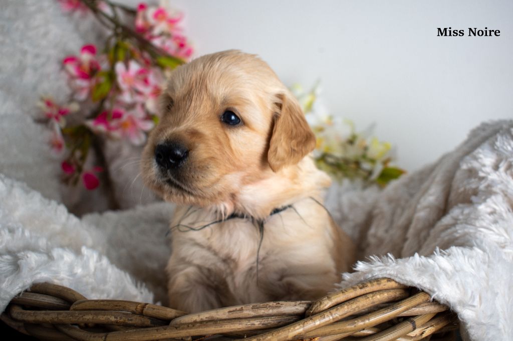 Since Always And For Eternity - Chiot disponible  - Golden Retriever