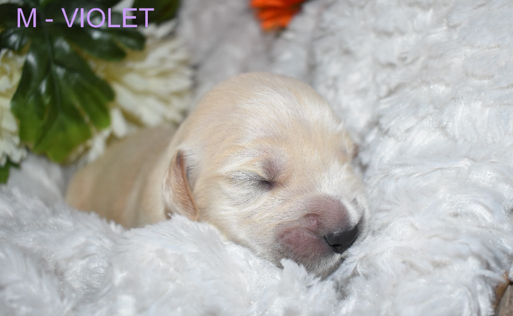 Since Always And For Eternity - Chiots disponibles - Golden Retriever