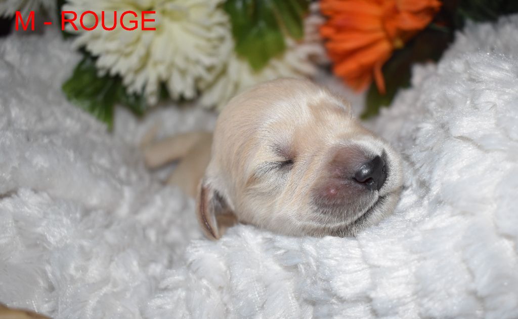 Since Always And For Eternity - Chiots disponibles - Golden Retriever