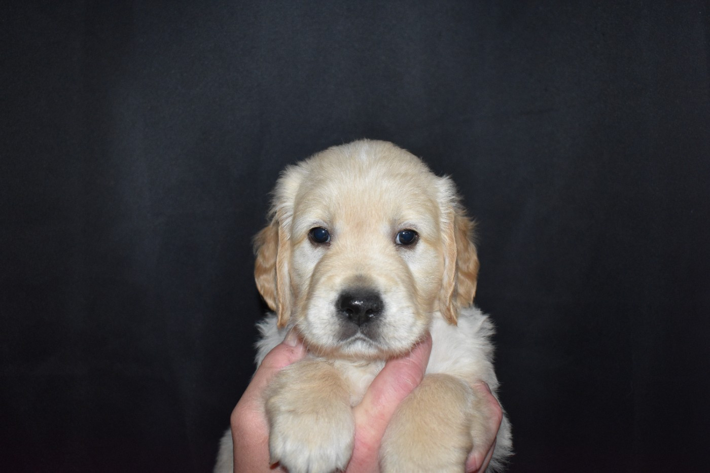 Since Always And For Eternity - Chiots disponibles - Golden Retriever