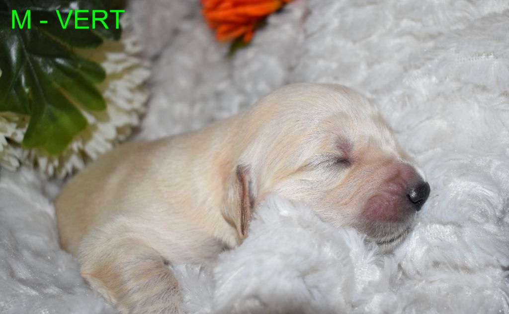 Since Always And For Eternity - Chiots disponibles - Golden Retriever