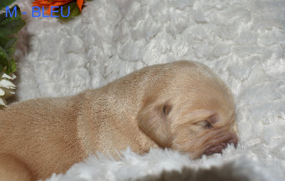 CHIOT 7