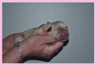 CHIOT