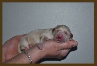CHIOT