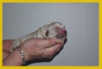 CHIOT