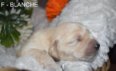 CHIOT 8