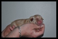 CHIOT