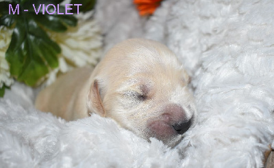 CHIOT 3