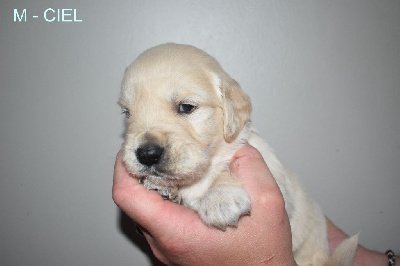 CHIOT 5
