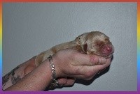 CHIOT