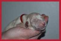CHIOT