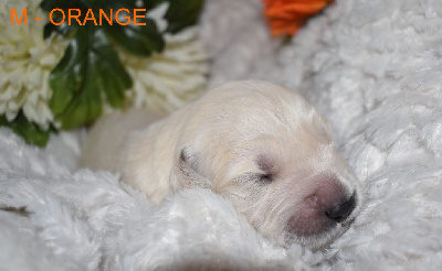 CHIOT 4