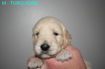 CHIOT 6