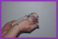 CHIOT