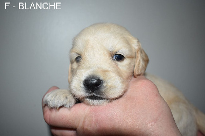 CHIOT 8