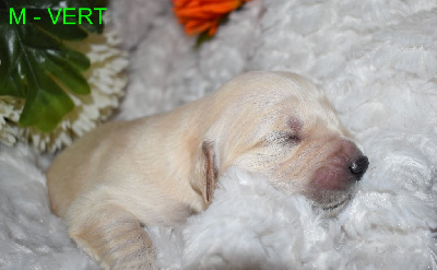 CHIOT 2