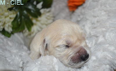 CHIOT 5
