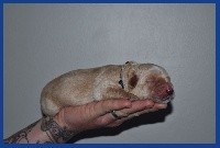 CHIOT