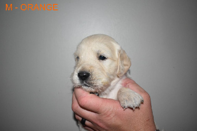 CHIOT 4