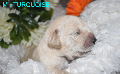 CHIOT 6