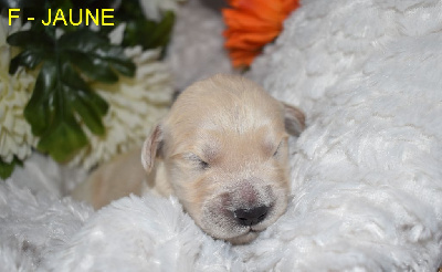 CHIOT 10