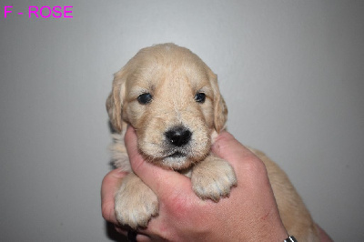 CHIOT 9