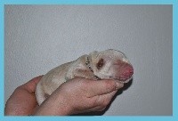 CHIOT