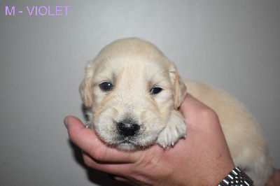 CHIOT 3