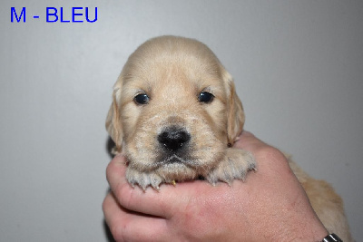 CHIOT 7