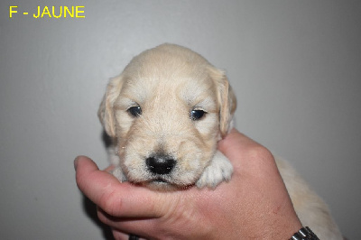 CHIOT 10