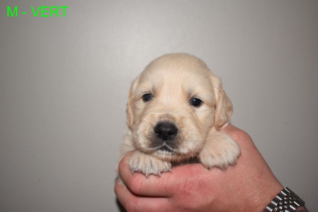 Since Always And For Eternity - Chiots disponibles - Golden Retriever