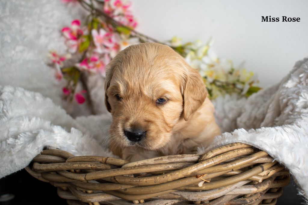 Since Always And For Eternity - Chiots disponibles - Golden Retriever