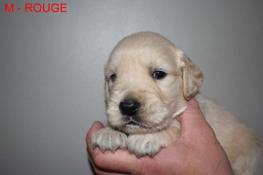 Since Always And For Eternity - Chiots disponibles - Golden Retriever